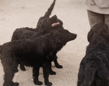 GORDI, Hund, Kroatischer Schäferhund-Mix in Kroatien - Bild 12