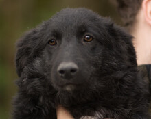 GORDI, Hund, Kroatischer Schäferhund-Mix in Kroatien - Bild 13