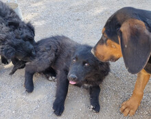 GORDI, Hund, Kroatischer Schäferhund-Mix in Kroatien - Bild 14