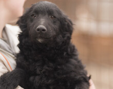 GORDI, Hund, Kroatischer Schäferhund-Mix in Kroatien - Bild 15