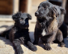 GORDI, Hund, Kroatischer Schäferhund-Mix in Kroatien - Bild 16