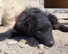 GORDI, Hund, Kroatischer Schäferhund-Mix in Kroatien - Bild 17