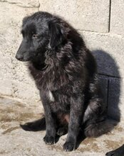 GORDI, Hund, Kroatischer Schäferhund-Mix in Kroatien - Bild 2