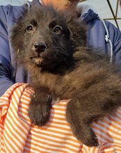 GORDI, Hund, Kroatischer Schäferhund-Mix in Kroatien - Bild 21