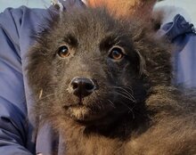 GORDI, Hund, Kroatischer Schäferhund-Mix in Kroatien - Bild 22