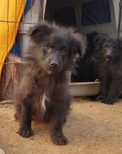 GORDI, Hund, Kroatischer Schäferhund-Mix in Kroatien - Bild 24