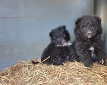 GORDI, Hund, Kroatischer Schäferhund-Mix in Kroatien - Bild 26