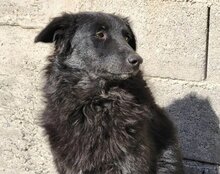 GORDI, Hund, Kroatischer Schäferhund-Mix in Kroatien - Bild 4