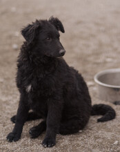 GORDI, Hund, Kroatischer Schäferhund-Mix in Kroatien - Bild 6