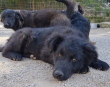 GORDI, Hund, Kroatischer Schäferhund-Mix in Kroatien - Bild 7