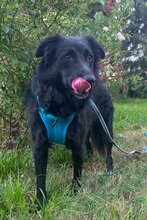 GORDI, Hund, Kroatischer Schäferhund-Mix in Hilzingen