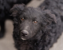 LENZI, Hund, Kroatischer Schäferhund-Mix in Kroatien - Bild 10