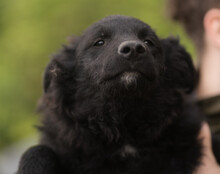 LENZI, Hund, Kroatischer Schäferhund-Mix in Kroatien - Bild 12