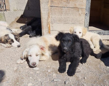 LENZI, Hund, Kroatischer Schäferhund-Mix in Kroatien - Bild 15