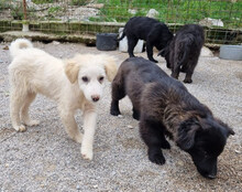 LENZI, Hund, Kroatischer Schäferhund-Mix in Kroatien - Bild 16