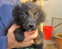 LENZI, Hund, Kroatischer Schäferhund-Mix in Kroatien - Bild 17