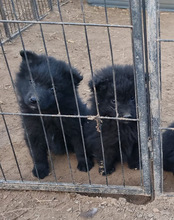 LENZI, Hund, Kroatischer Schäferhund-Mix in Kroatien - Bild 18