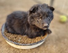 LENZI, Hund, Kroatischer Schäferhund-Mix in Kroatien - Bild 19