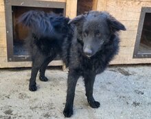 LENZI, Hund, Kroatischer Schäferhund-Mix in Kroatien - Bild 2