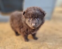 LENZI, Hund, Kroatischer Schäferhund-Mix in Kroatien - Bild 20