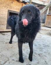 LENZI, Hund, Kroatischer Schäferhund-Mix in Kroatien - Bild 3