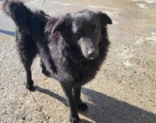 LENZI, Hund, Kroatischer Schäferhund-Mix in Kroatien - Bild 4