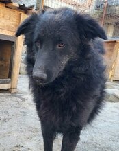 LENZI, Hund, Kroatischer Schäferhund-Mix in Kroatien - Bild 5