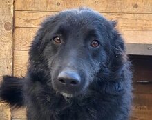 LENZI, Hund, Kroatischer Schäferhund-Mix in Kroatien - Bild 6