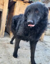 LENZI, Hund, Kroatischer Schäferhund-Mix in Kroatien - Bild 7