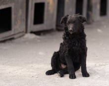 LENZI, Hund, Kroatischer Schäferhund-Mix in Kroatien - Bild 9