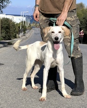 SUNNY, Hund, Mischlingshund in Griechenland