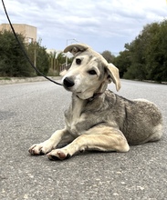 APOLLO, Hund, Mischlingshund in Griechenland