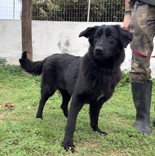 ALEXA, Hund, Mischlingshund in Griechenland
