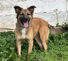 AILI, Hund, Mischlingshund in Griechenland