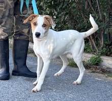 JESPER, Hund, Mischlingshund in Griechenland