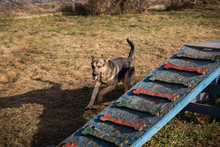 NANDO, Hund, Mischlingshund in Kroatien - Bild 3