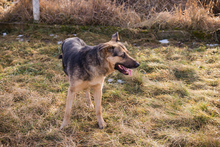 NANDO, Hund, Mischlingshund in Kroatien - Bild 4