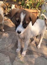 SESAMI, Hund, Mischlingshund in Griechenland - Bild 14