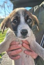 SESAMI, Hund, Mischlingshund in Griechenland - Bild 15
