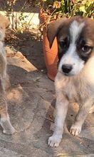 SESAMI, Hund, Mischlingshund in Griechenland - Bild 16