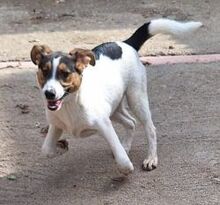 FRINY, Hund, Mischlingshund in Griechenland - Bild 14