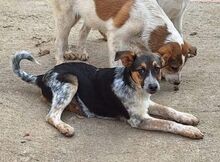 MELODYLOVE, Hund, Mischlingshund in Griechenland