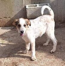 CLOUD, Hund, Mischlingshund in Griechenland