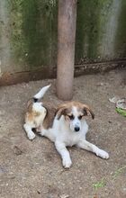 SHERLOCKDUKE, Hund, Mischlingshund in Griechenland