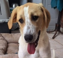 DAFNILEA, Hund, Mischlingshund in Griechenland