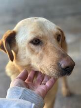 MILLIE, Hund, Labrador Retriever in Spanien