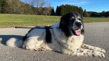 FELIX, Hund, Mischlingshund in Ingenried