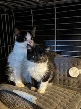 RAIN, Katze, Hauskatze in Ungarn - Bild 3