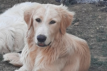 CARONTE, Hund, Maremmen-Abruzzen-Schäferhund-Mix in Italien - Bild 2