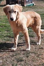 CARONTE, Hund, Maremmen-Abruzzen-Schäferhund-Mix in Italien - Bild 3